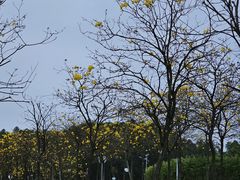 -露天矿生态公园