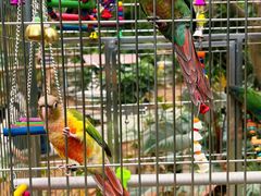 -南宫五洲植物乐园