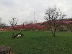 -秀丽东方
