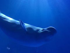 -多彩贵州城极地海洋世界