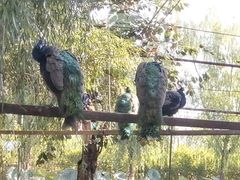 -静之湖湖畔餐厅