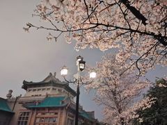 -武汉大学-樱园