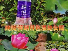 -荷塘月色湿地公园·向阳花洲