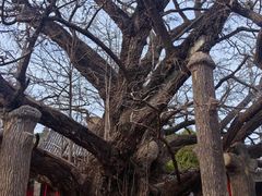 -浮来山风景区