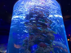 -芜湖新华联大白鲸海洋公园