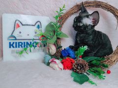 -十年猫舍·猫咪专门店(普陀店)