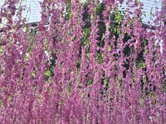 -河北村民俗体验园