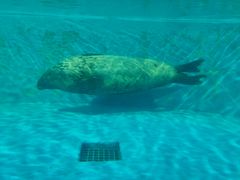 -北戴河圣蓝海洋公园