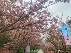 -高东镇樱花园