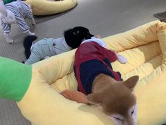 -逗柴咖啡屋·狗咖猫咖宠物桌游