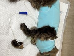 -北京观赏动物医院·24小时大型综合·猫专科·异宠专科