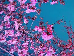 -梅花山(明孝陵内)