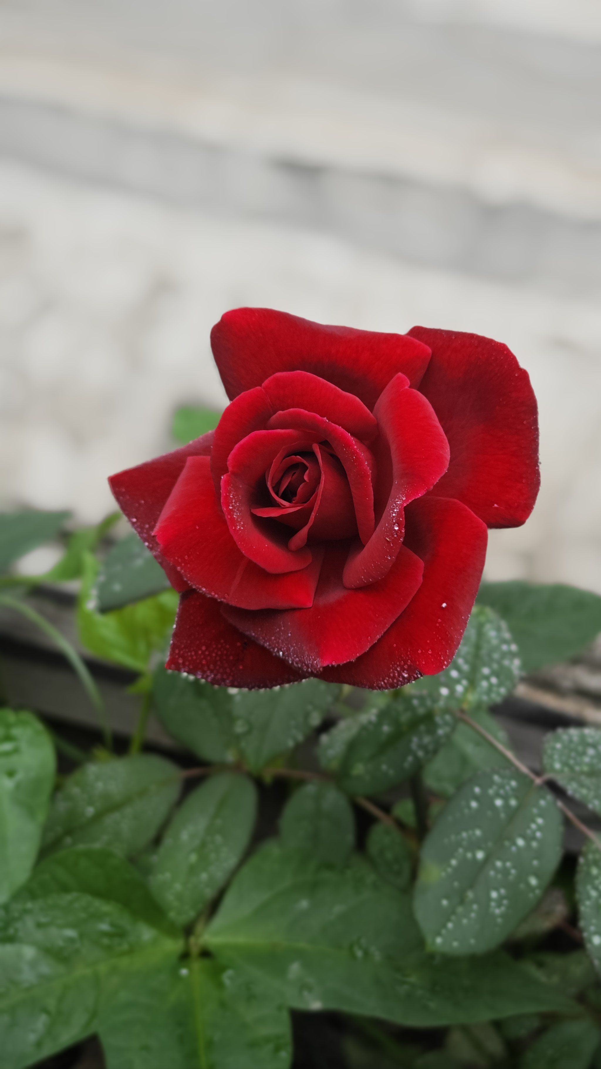 第一次种的食用玫瑰开花了,香味真的太特别了～ 舍不得摘了泡水喝