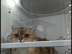 -爱洗澡的猫(望京店)