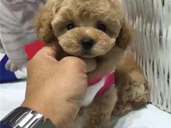 -FAELING PETS美天灵宠物(富力广场店)