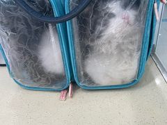 -乖乖乐动物医院(小汤山分院)