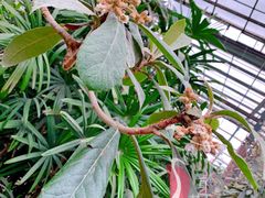-呀路古热带植物园