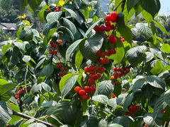 -樱桃山旅游景区