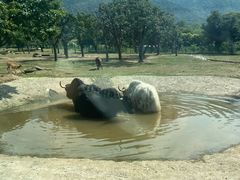 -西安秦岭野生动物园