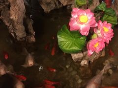 -多哥水傣味餐厅(司马巷店)