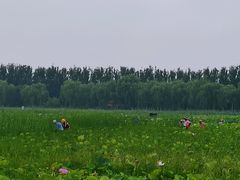 -西青郊野公园