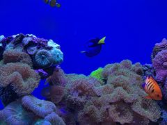 -上海海昌海洋公园