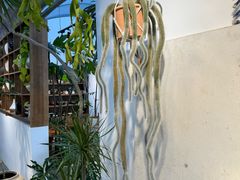 -自由生长植物工作室(深港花卉中心店)