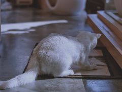 -瞄一喵猫咖(格力海岸店)