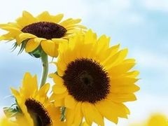 -振鼎鸡(华阴路店)