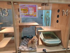 -BABIT巴比特宠物(MOMOPARK店)