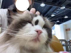 -藏猫猫咖啡主题馆(中央大道店)
