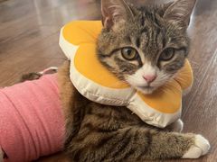 -北京赛佳动物医院