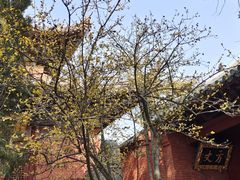 -洛阳白马寺
