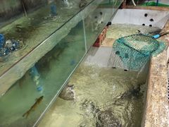 -吴记迎风楼北渡鱼