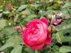 -都江堰玫瑰花溪谷