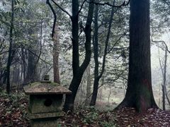 -天目山大树王景区