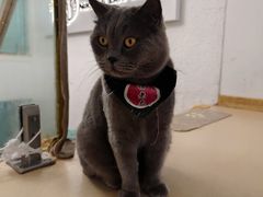 -猫在这儿猫咪咖啡馆·撸猫馆