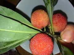 塘栖超山杨梅采摘-塘栖枇杷特色园区