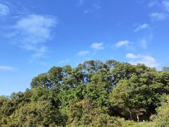 -深圳仙湖植物园