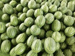 -庞各庄翠芳园西瓜蔬菜基地采摘园