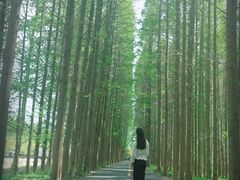 -黄海国家森林公园