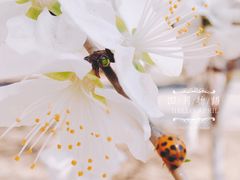-东北大学(南湖校区)