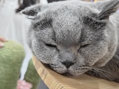 -喵园·猫主题咖啡厅·撸猫·猫咖(国贸店)