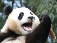 -卧龙中华大熊猫苑神树坪基地