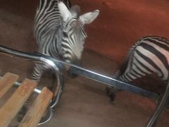 -清迈夜间动物园