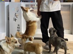 -柯斗斗主题餐厅·狗咖·围炉煮茶·茶饮(国瑞升平里店)
