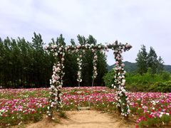 -曲江薰衣草庄园