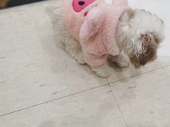 -萌兽医馆·眼科·异宠专科(三里屯店)