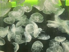 -欢乐海岸海洋奇梦馆