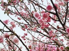 -天适樱花悠乐园